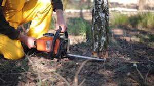 Leaf Removal in Pullman, WA