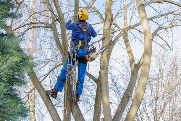 Best Tree Health Inspection  in Pullman, WA